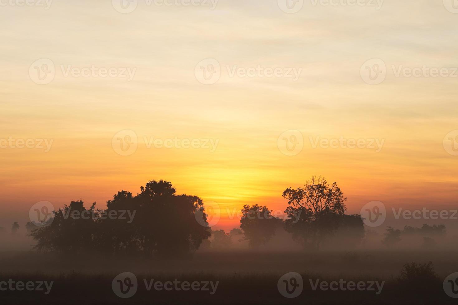 Bäume mit Morgennebel. foto