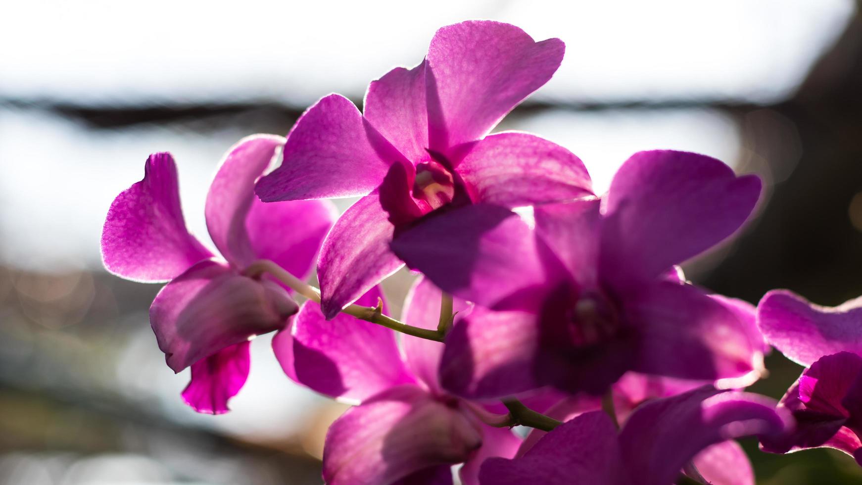 Orchidee lila hintergrundbeleuchtetes Bokeh. foto