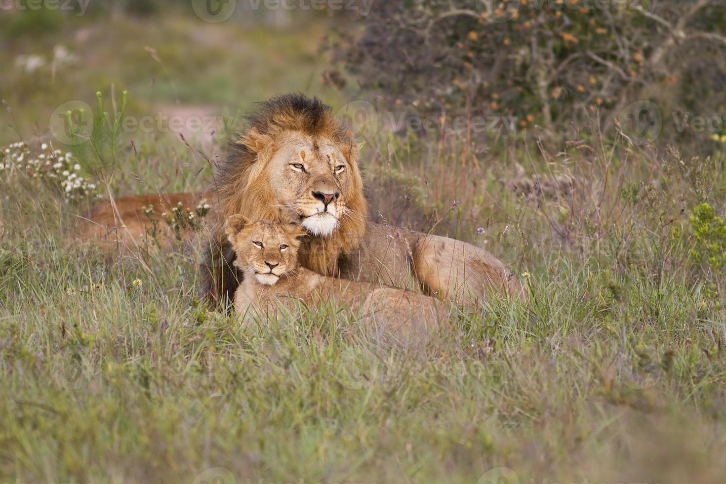 Löwenvater und Jungtier foto