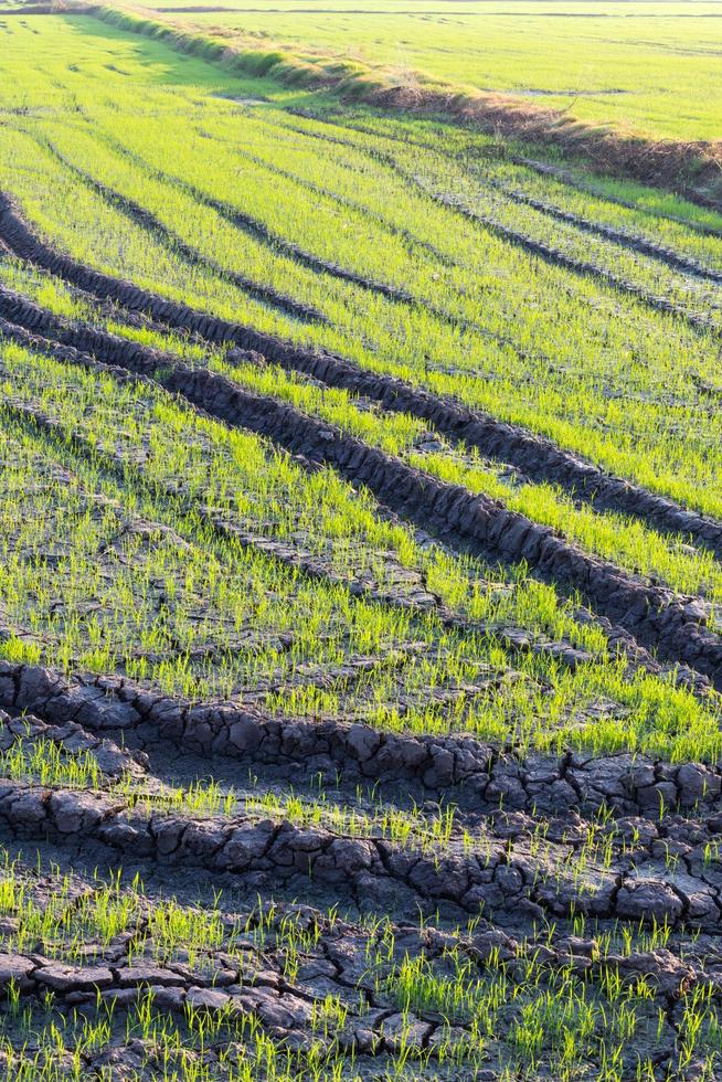 Verfolge die Räder zu den grünen Reisfeldern. foto