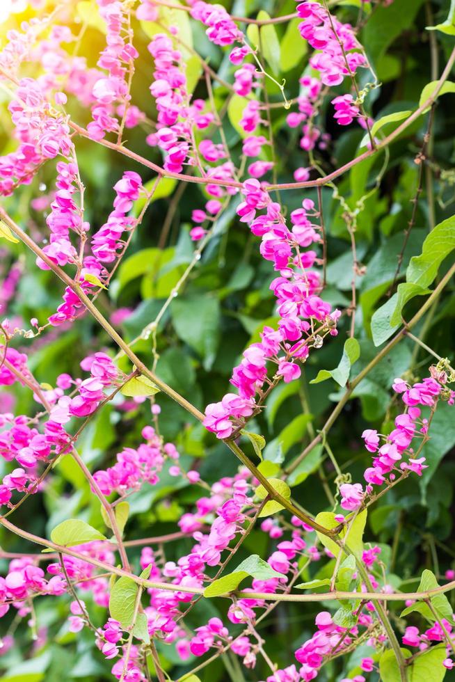 Antigonon Leptopus rosa. foto