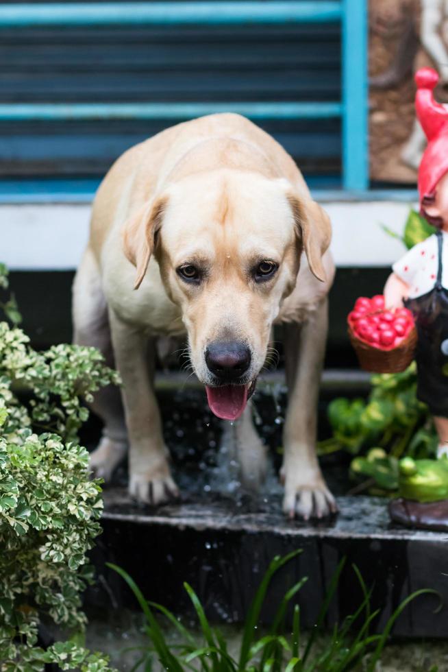 Labrador nass am Rand des Waschbeckens. foto