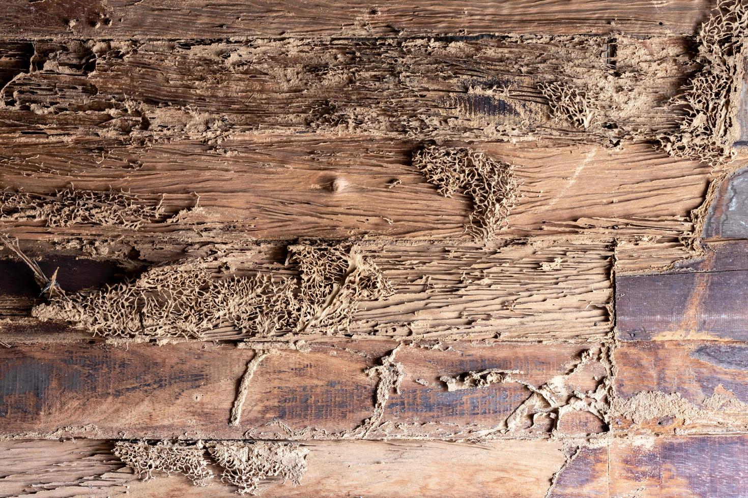 hintergrund wand textur altes holz termiten, das beschädigt wurde. foto