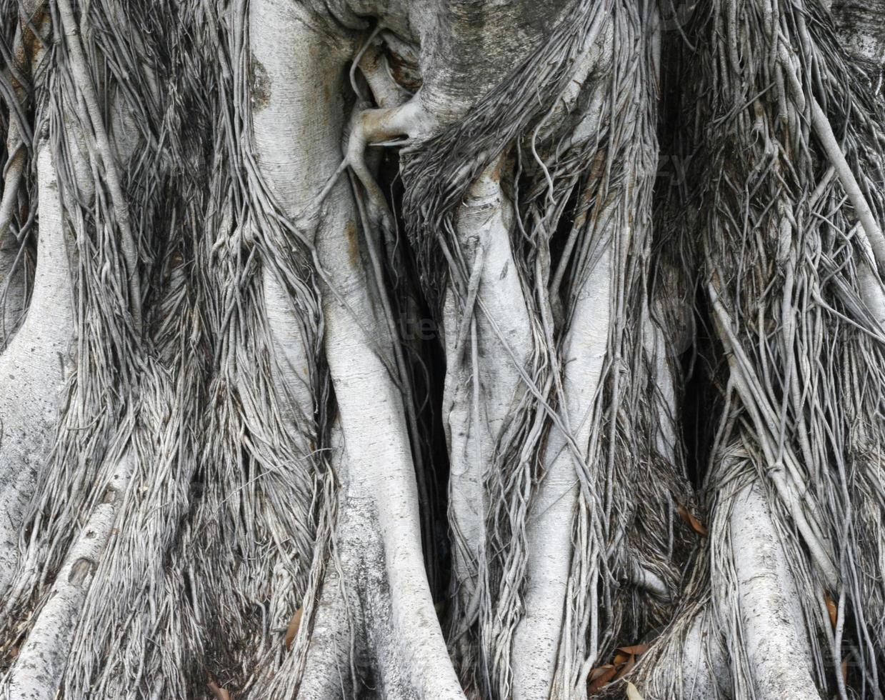 trockener Wurzelbaum foto