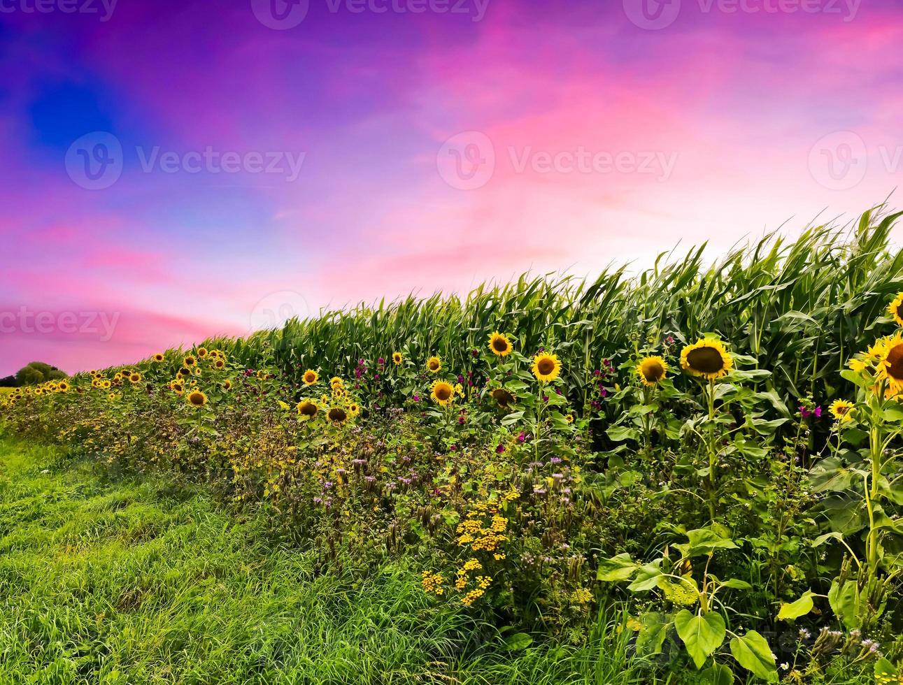 Schöne gelbe Sonnenblumen in ländlicher Umgebung an einem sonnigen Tag. foto