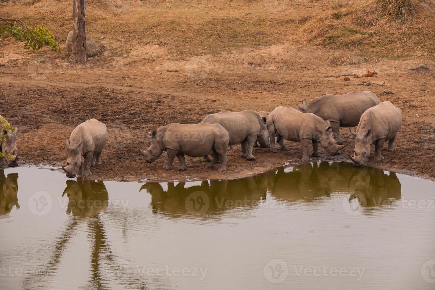 Nashorn sammeln foto