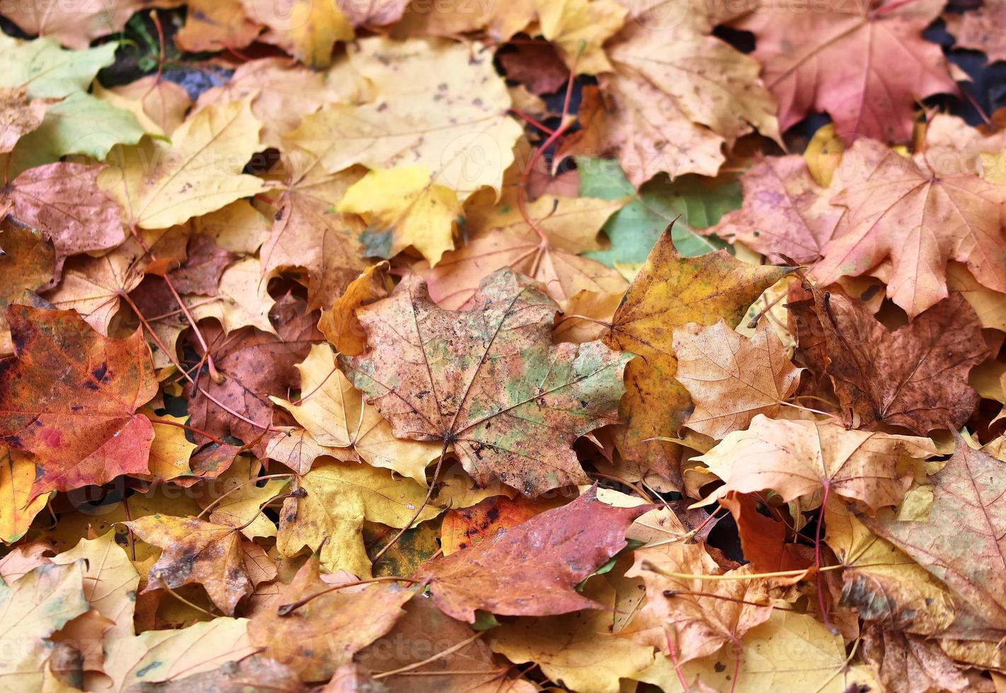 schöne bunte Herbstblätter auf dem Boden für Hintergründe oder Texturen foto