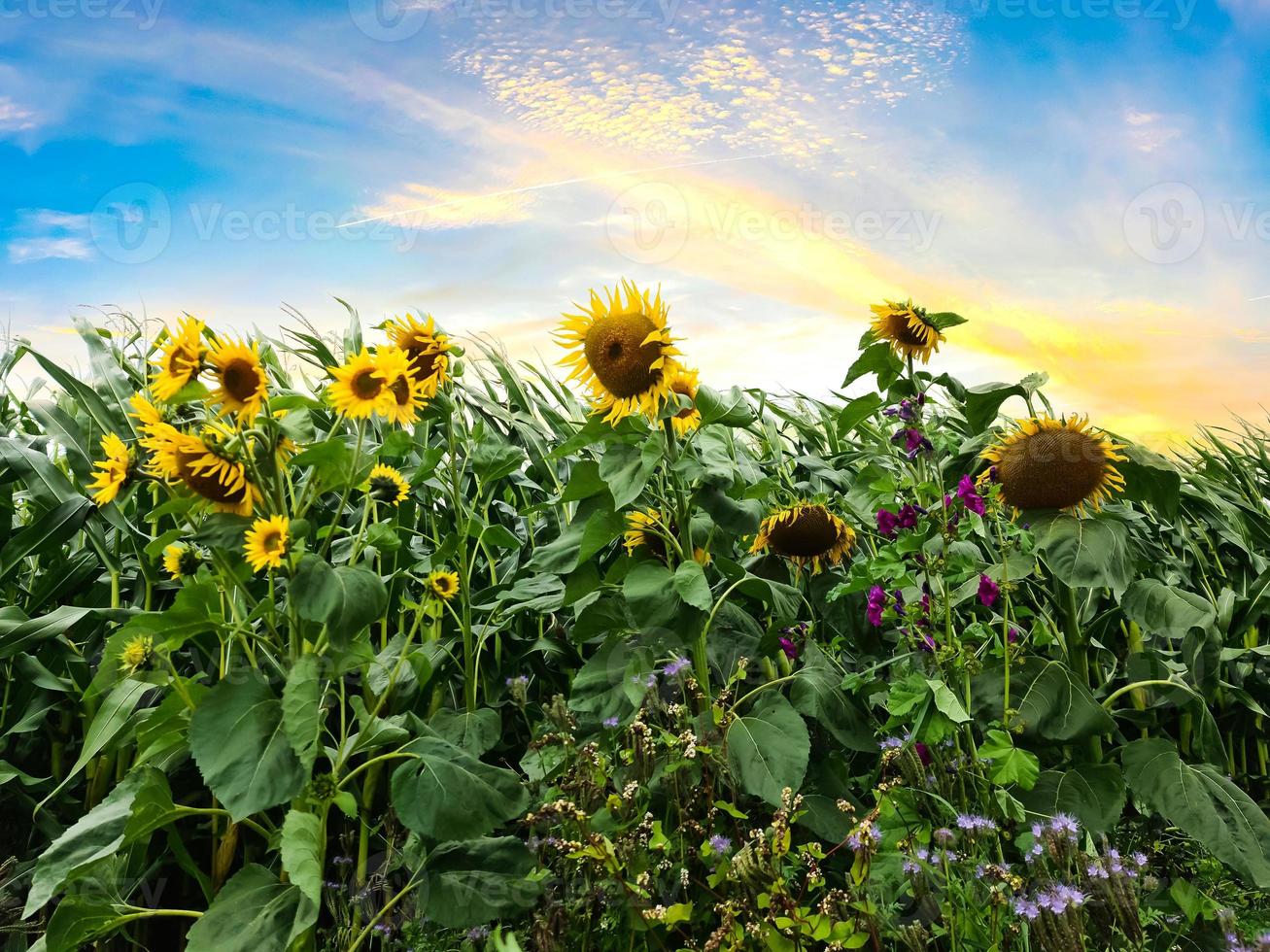 Schöne gelbe Sonnenblumen in ländlicher Umgebung an einem sonnigen Tag. foto