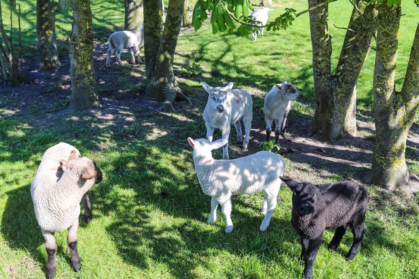 Gruppe von Schafen und Lämmern auf einer grünen Wiese an einem sonnigen Tag im Frühling in Deutschland foto