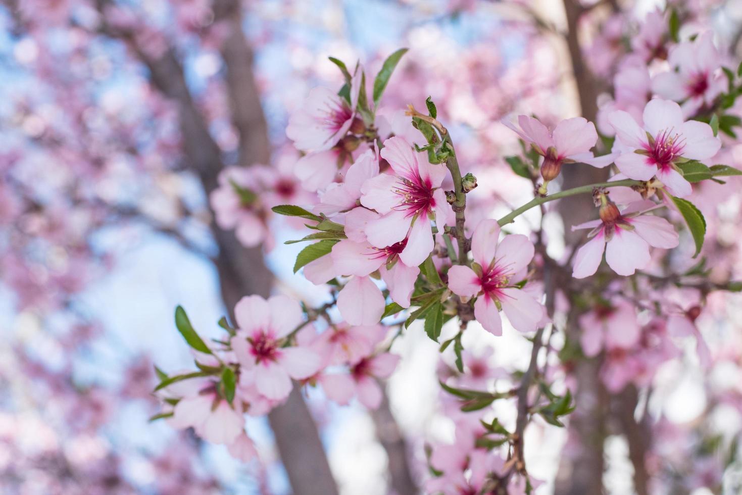 Schönes Nahaufnahmebild der rosa Kirschblüte gegen blauen Himmel foto