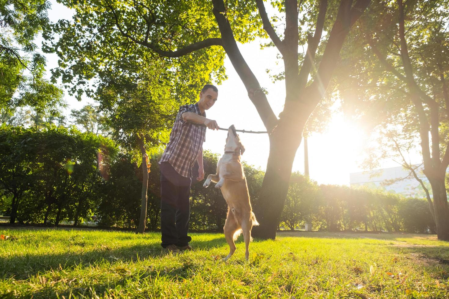 Fröhlicher junger Rüde spielt mit nicht gezüchtetem Hund im sonnigen Sommerpark foto