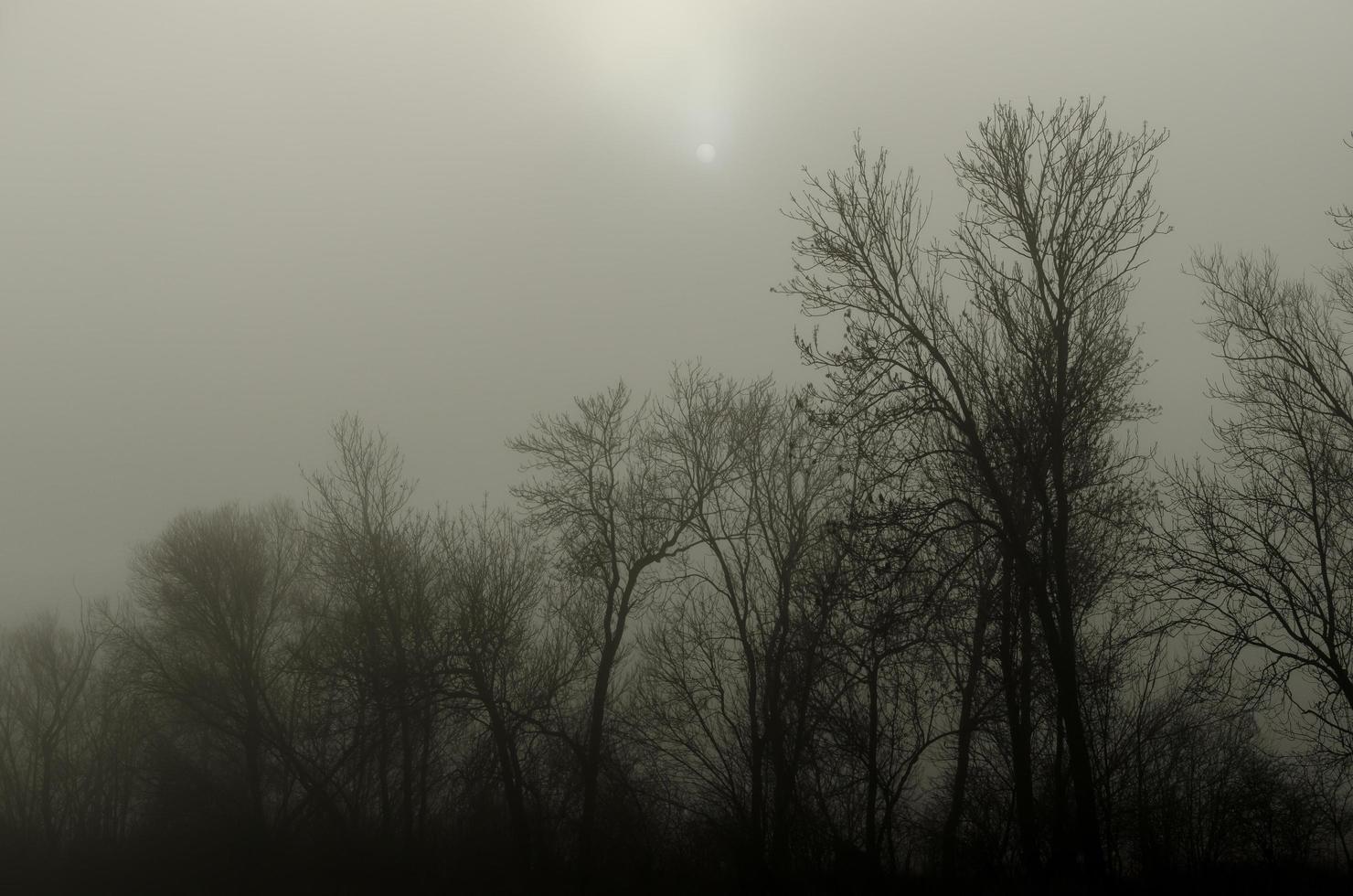 Sonne im Nebel im Wald foto
