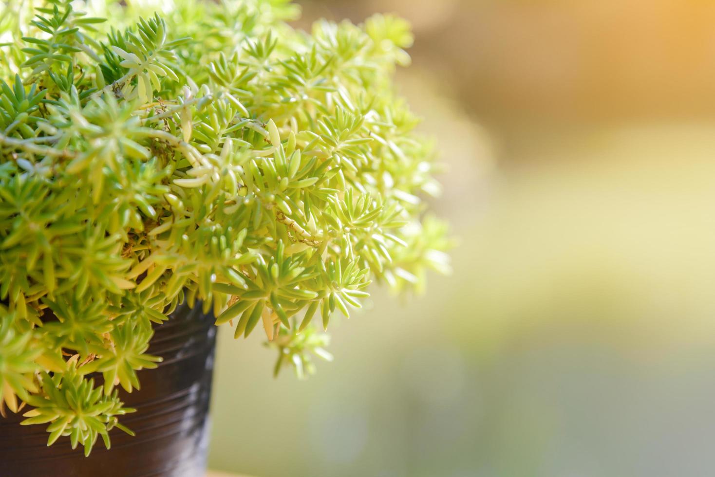 kleine grüne baumtöpfe in der vase mit sonnenlichtdekoration auf dem tisch mit kopierraum foto