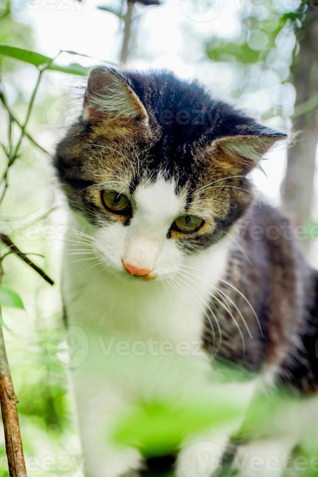 Eine schwarze Katze spielt im Garten. schwarze katze spielt im hof foto