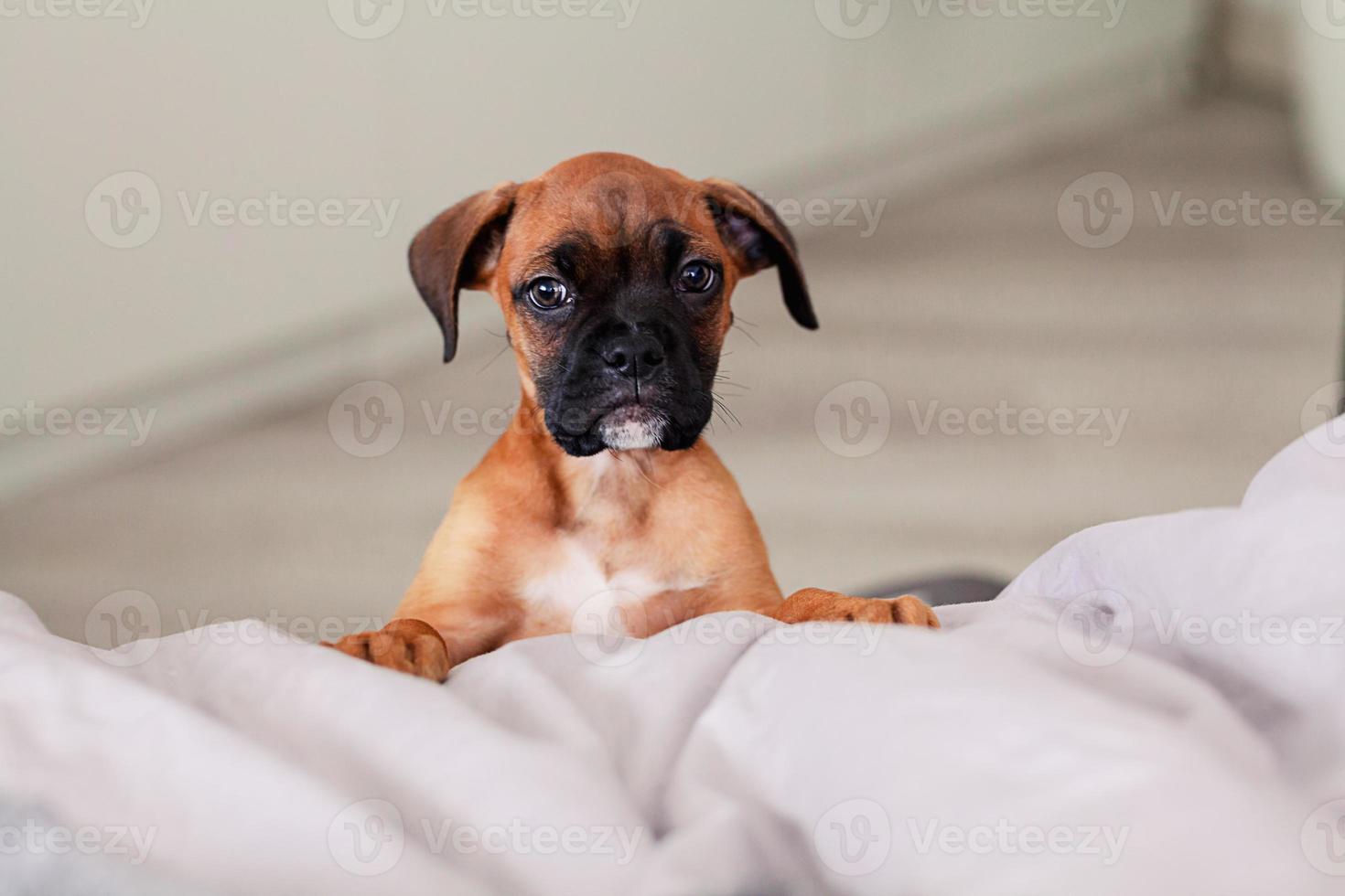 Boxer-Hündchen foto