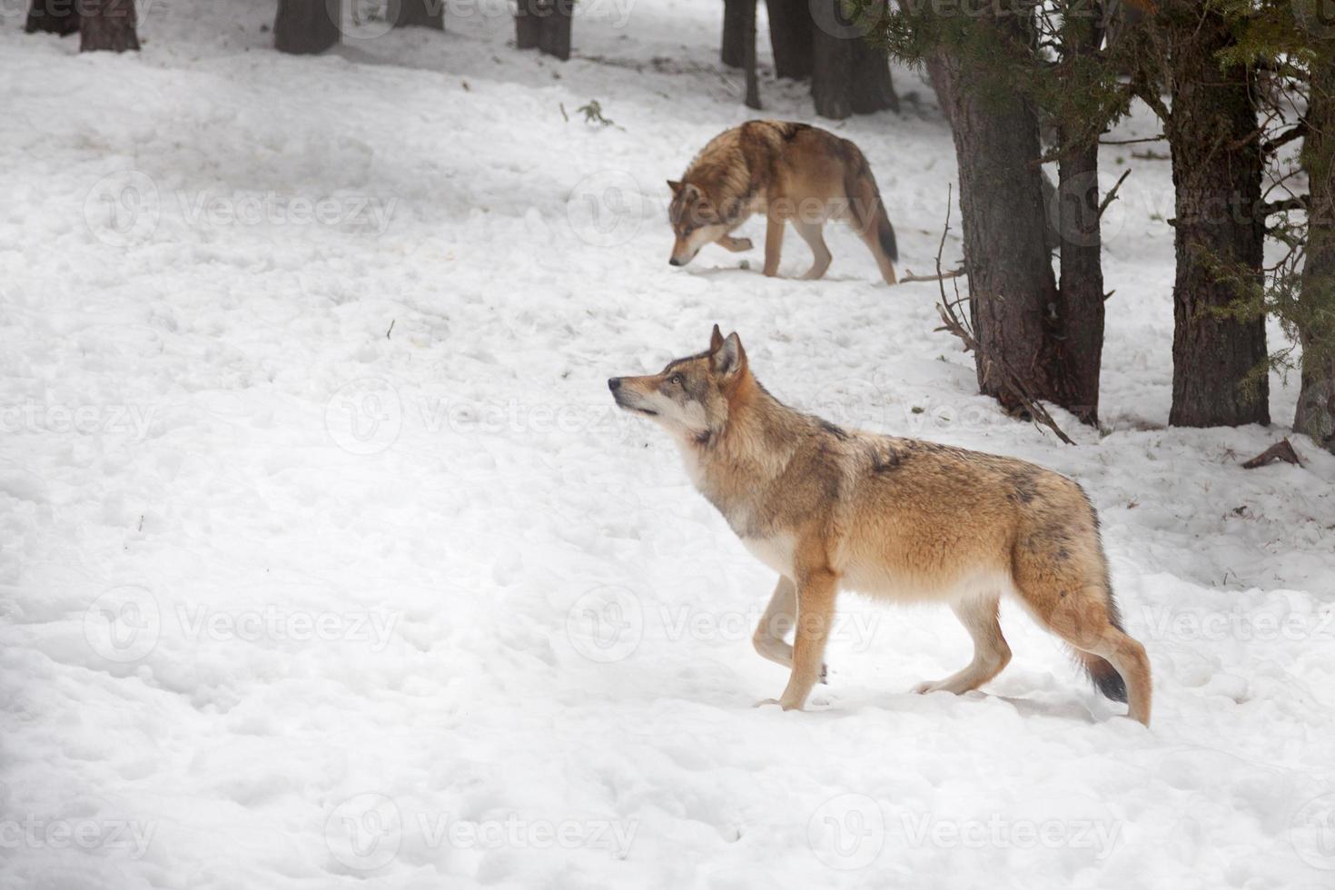 Wolf in freier Wildbahn, Winter in den Pyrenäen, Schnee und Wald foto