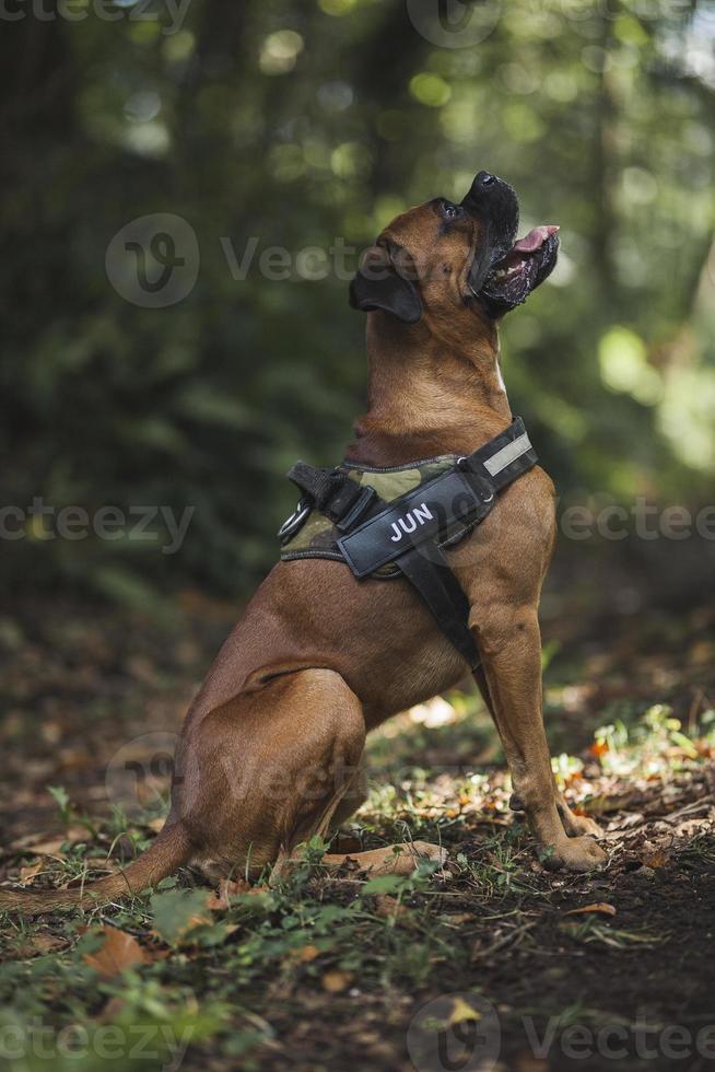 Boxerhund in der Natur, Landschaft, Wald und Freunden foto