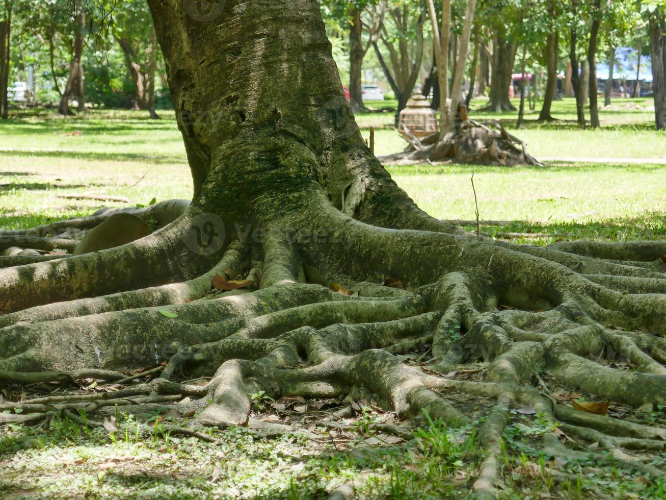 ein großer Baum mit Wurzeln, die den Boden bedecken, ein großer Baum im Garten foto