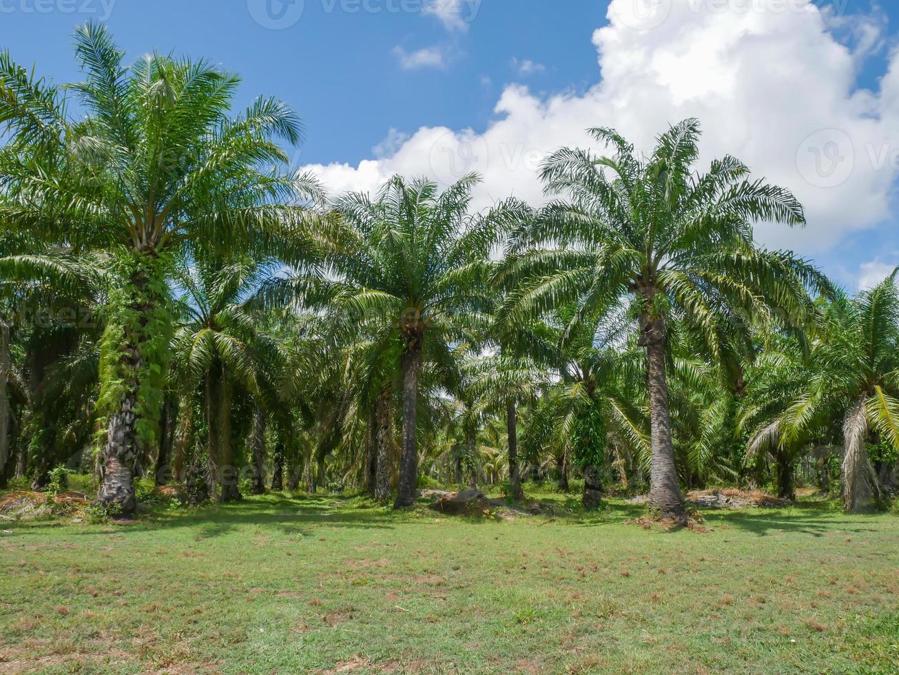 Ölpalmöl, Wirtschaftspflanzen der Bauern in Südthailand. foto