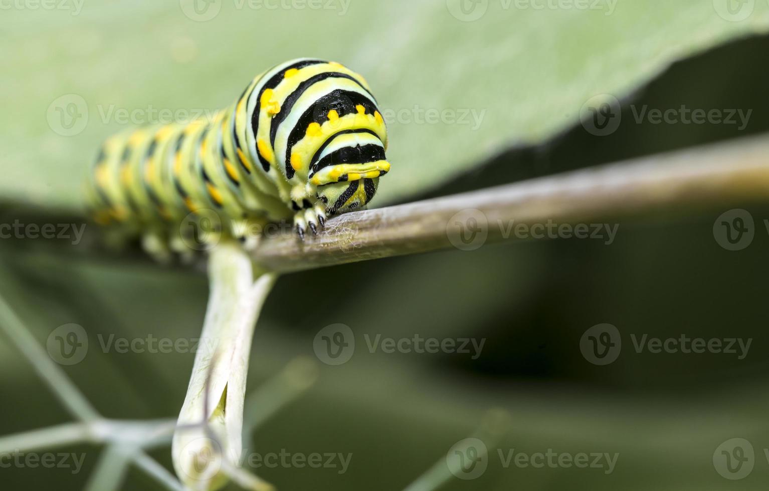 Monarch Raupe, Larve, Schmetterlinge foto
