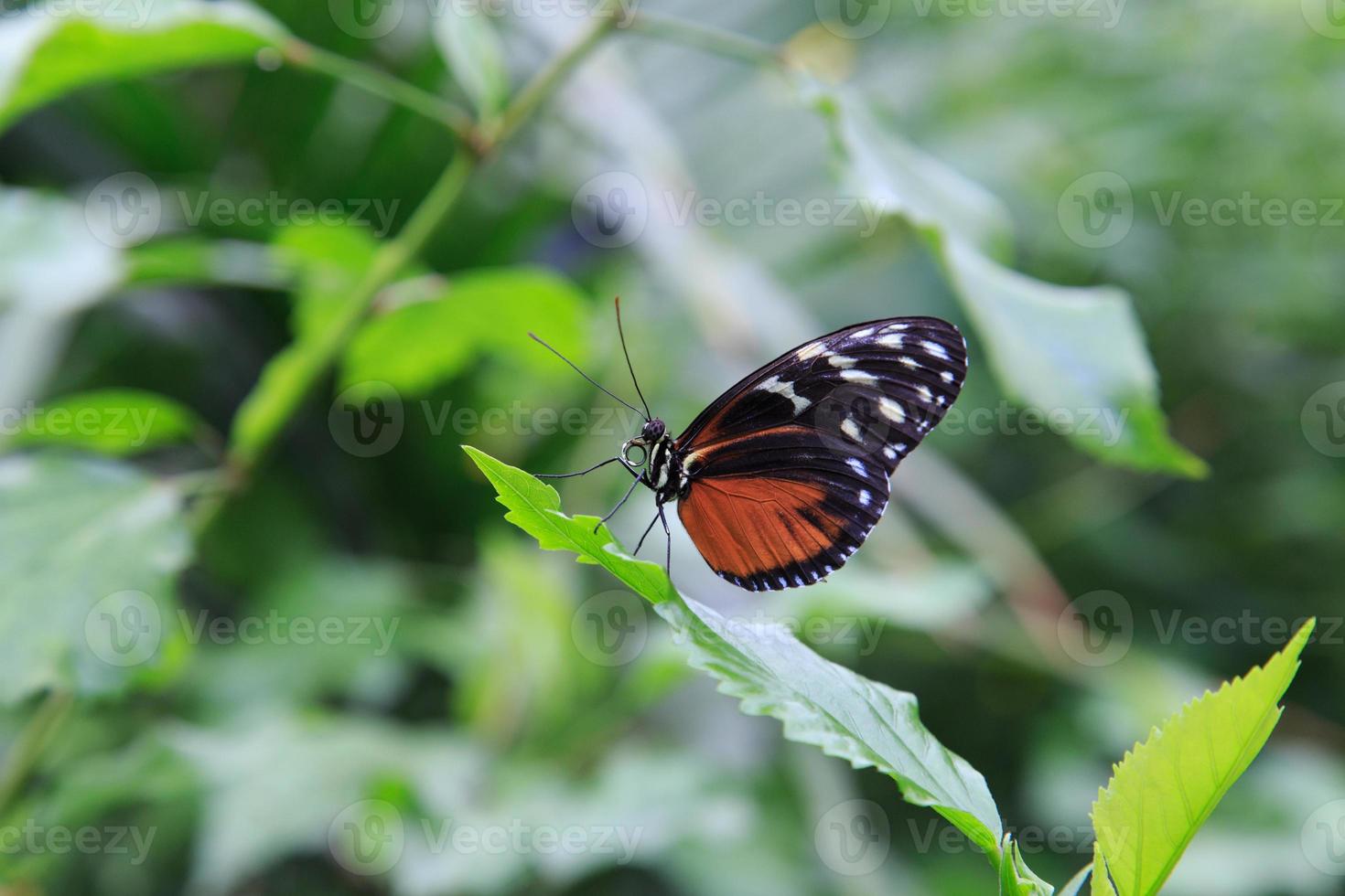 Schmetterling auf einem Blatt foto