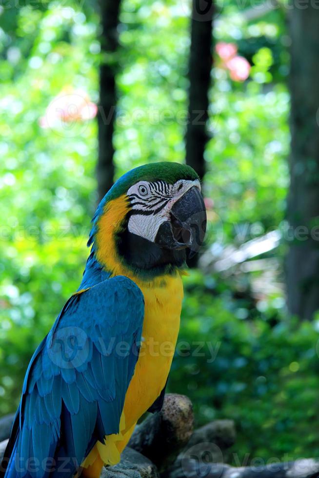 Papagei auf einem Ast foto