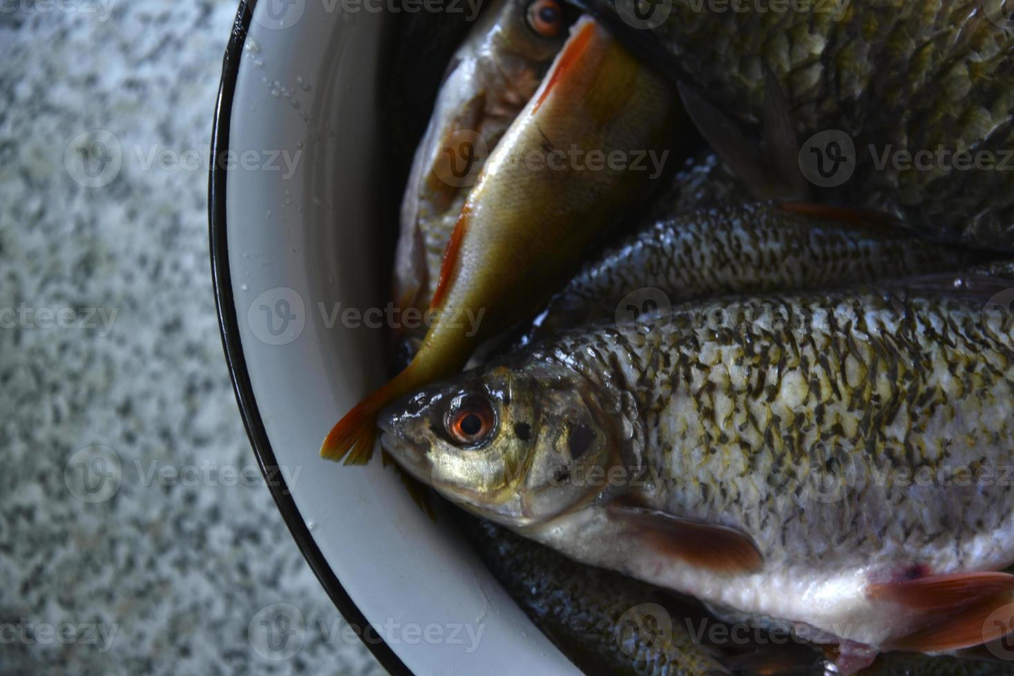 frischer Fisch Karausche und Plötze in einem Topf foto