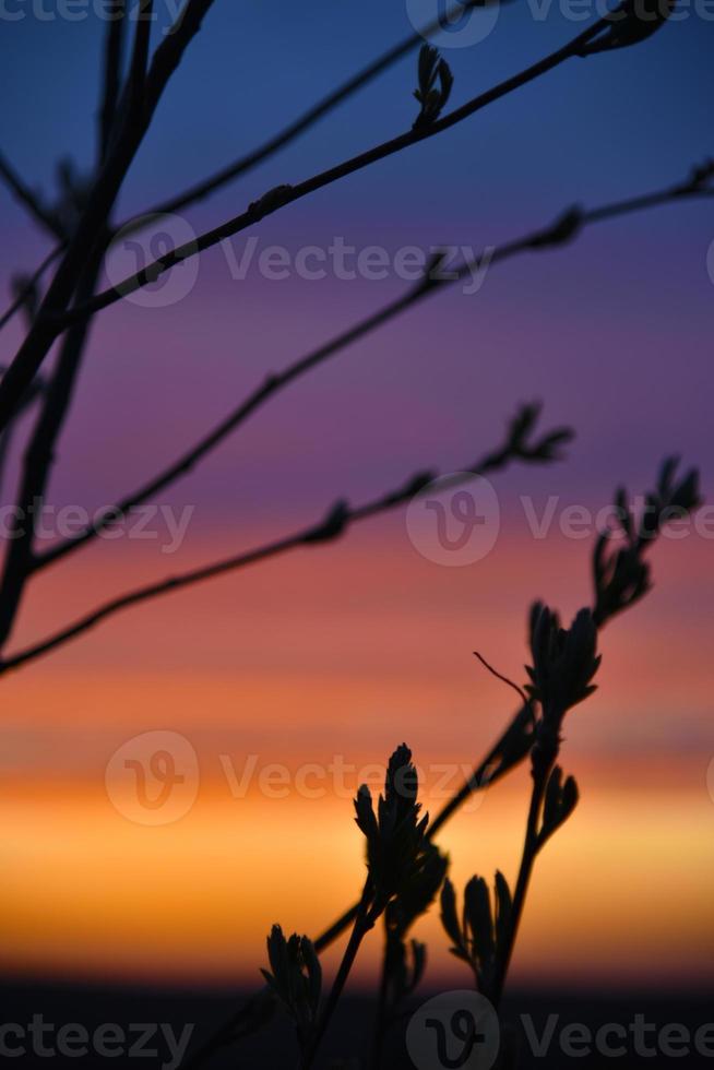 roter und blauer Abendsonnenuntergang durch die Zweige der Bäume foto