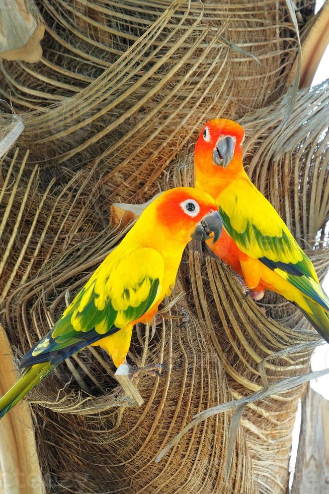 schöne bunte Sonne conure Papagei in der Natur foto
