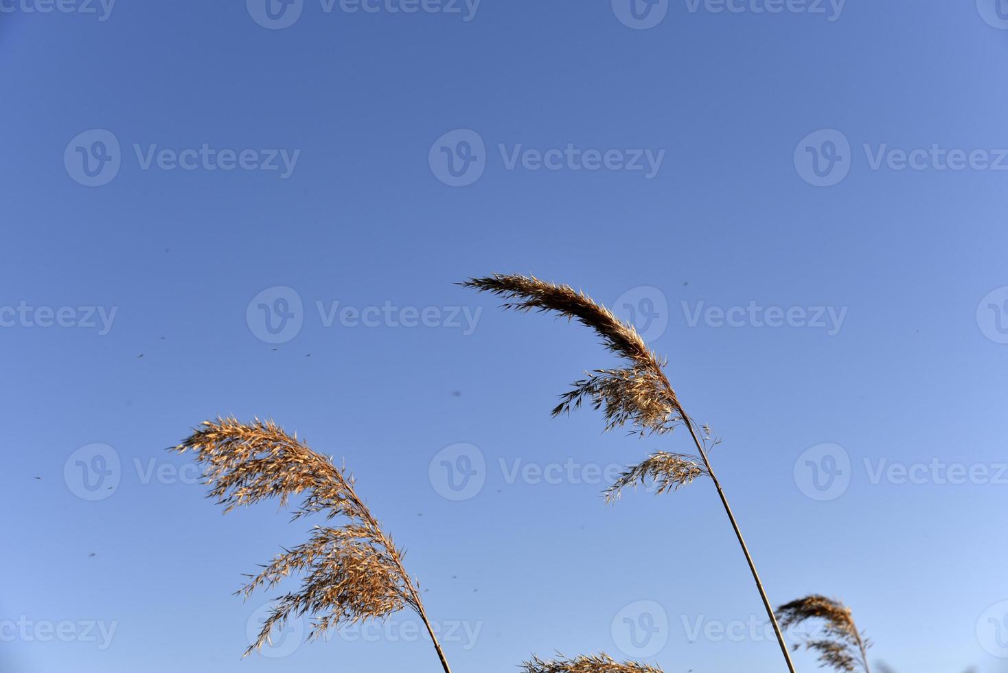 Scirpus-Schilf ist eine Gattung mehrjähriger und einjähriger Küstenwasserpflanzen aus der Familie der Seggengewächse foto