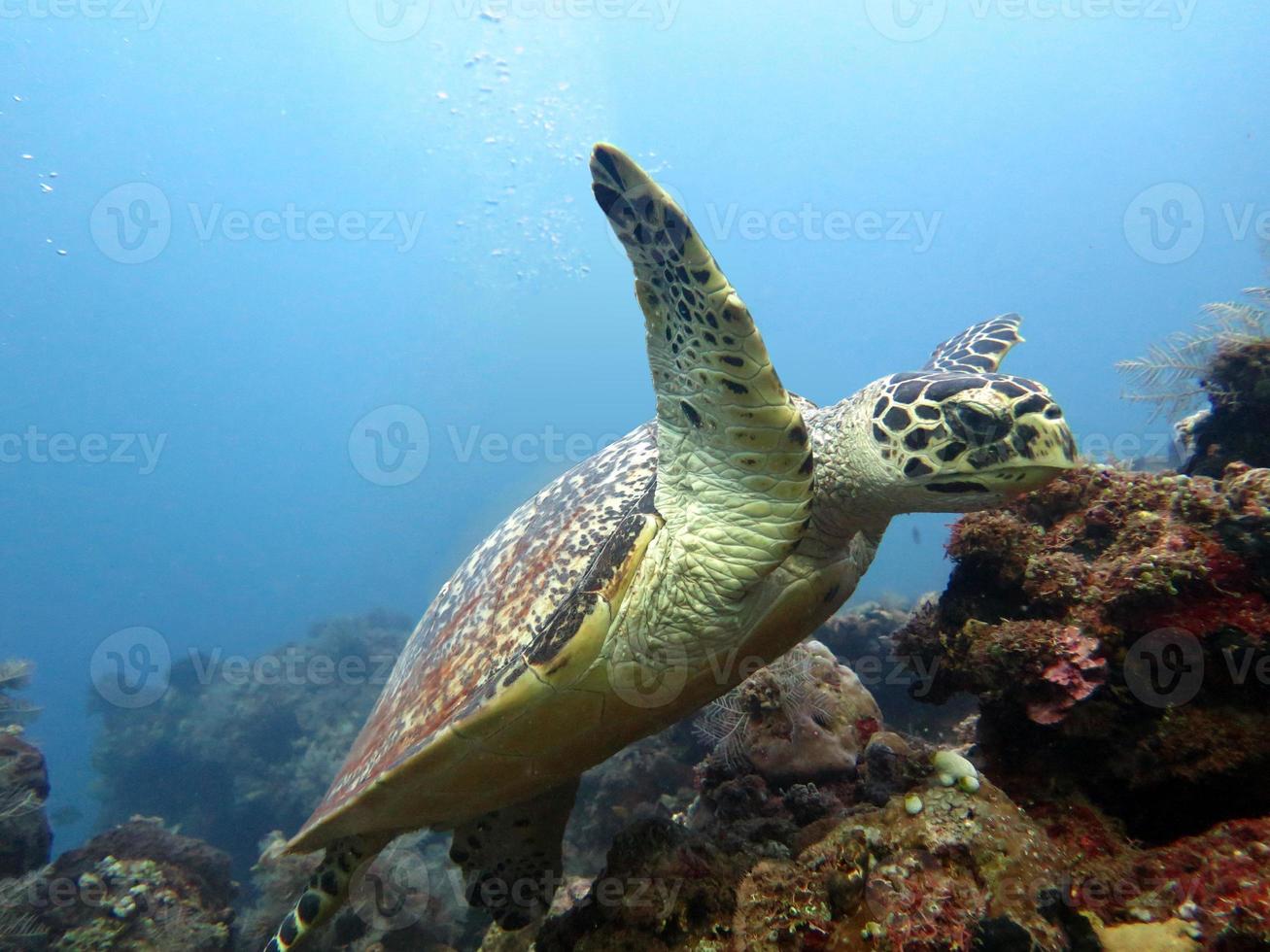Hawksbill Meeresschildkrötenströmung auf Korallenriffinsel, Bali. foto