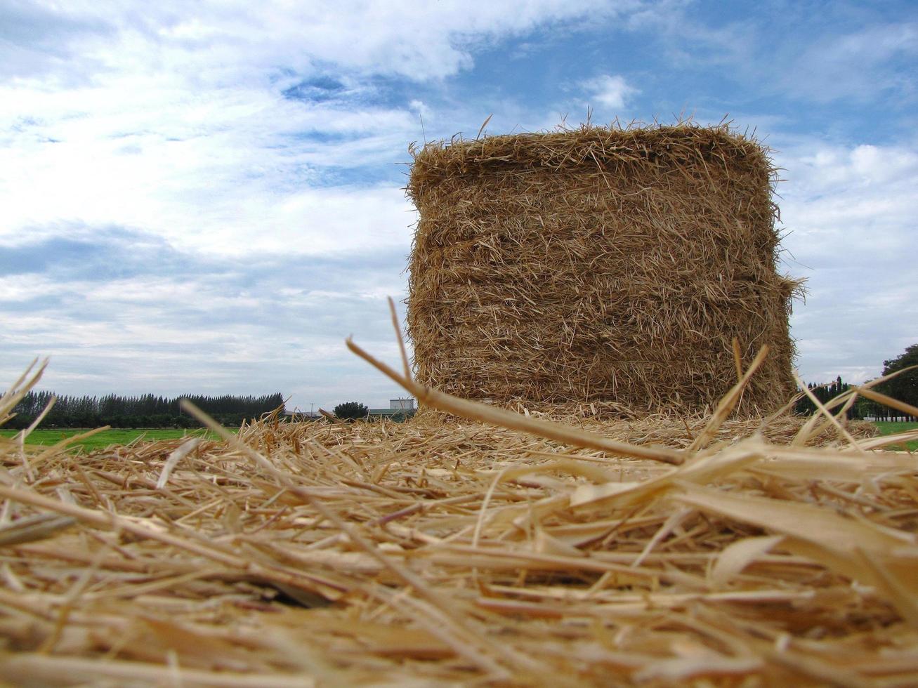 Ein Bündel Heuhaufen auf dem Feld mit blauem Himmel foto