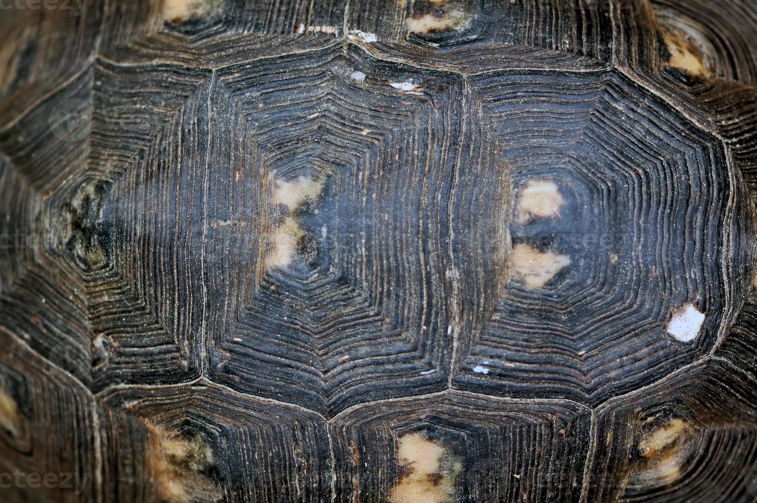 Schildkrötenpanzer Textur foto