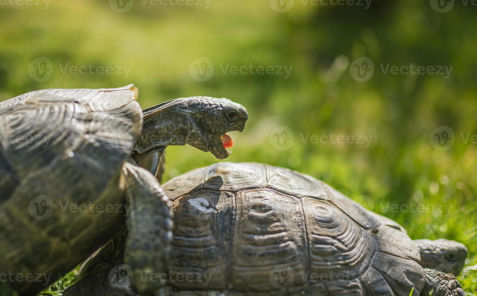 kleine süße Schildkröte im grünen Garss foto