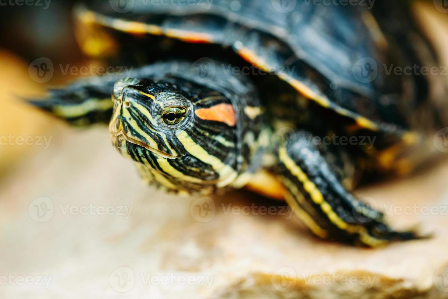 kleine rote Ohrschildkröte, Sumpfschildkröte foto