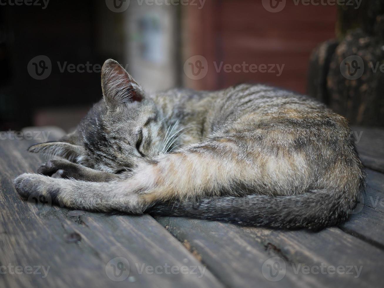 Nahaufnahme einer Katze, die auf der Bank schläft foto