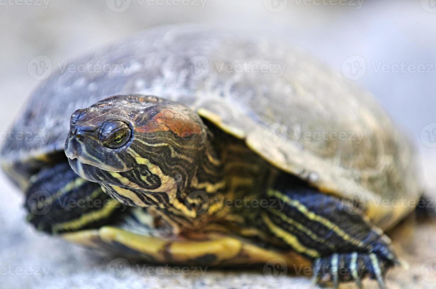 rotohrige Wasserschildkröte foto