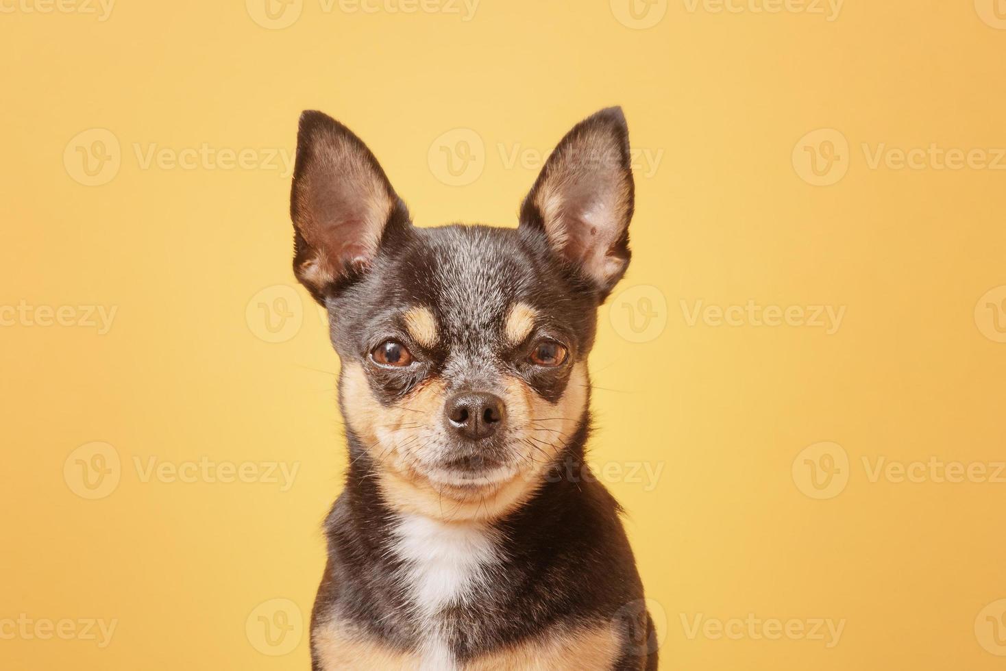 Foto eines Chihuahua-Hundes auf gelbem Hintergrund. Haustier Hund.