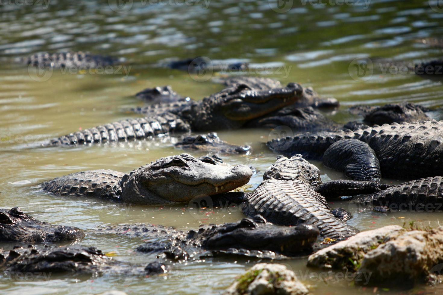Everglades Alligatoren foto