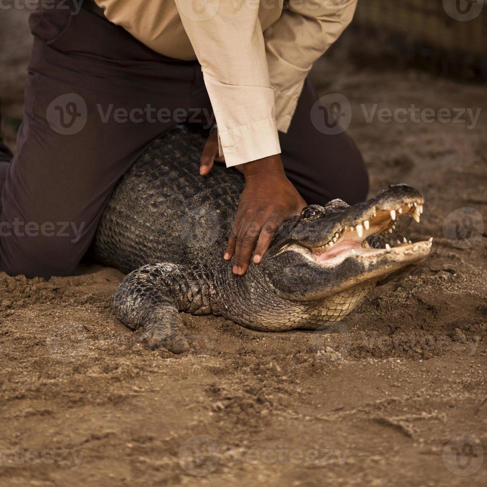 Arbeit mit einem amerikanischen Alligator foto