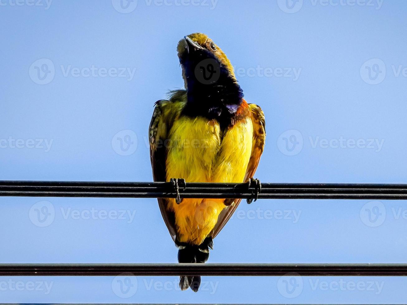 Sonnenvogel mit Olivenrücken, Sonnenvogel mit gelbem Bauch auf Draht foto