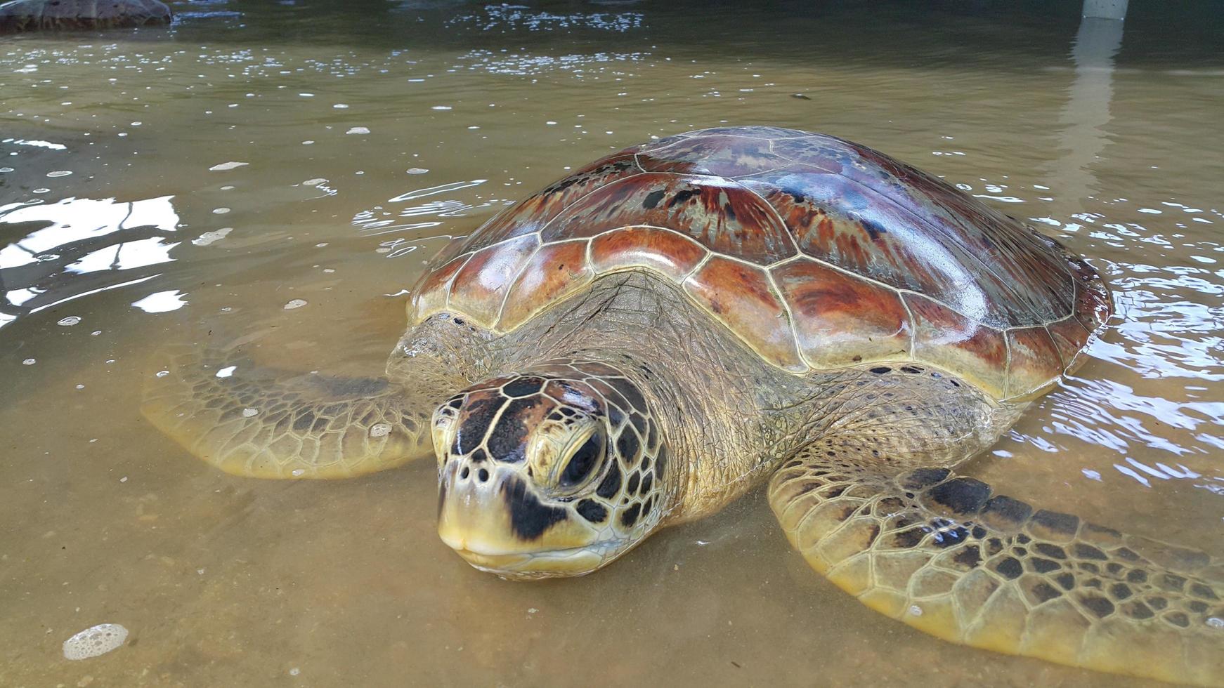 Schildkröte schwimmt im seichten Wasser foto