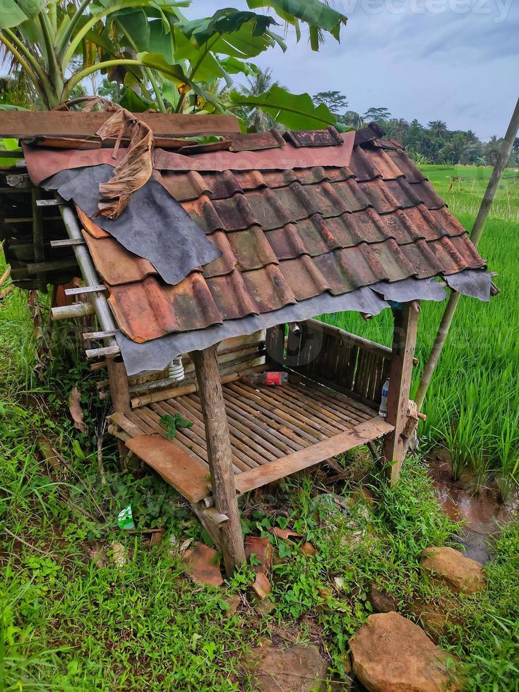 ein kleines gebäude im reis, ein ort für bauernruhe in indonesien foto