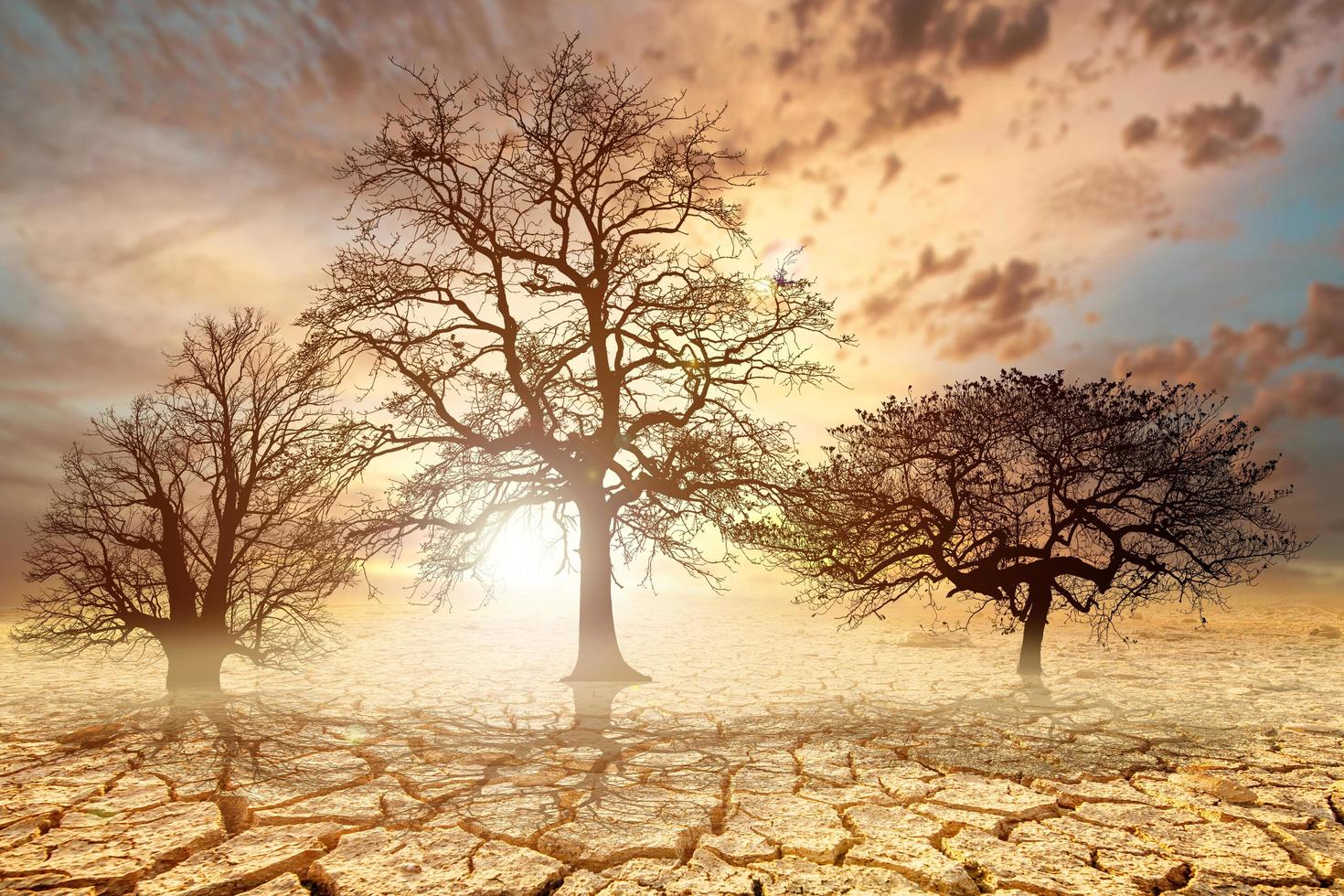 Bäume sterben an Dürre aufgrund der globalen Erwärmung und Entwaldung. das konzept, die erde zu retten, die umwelt zu schützen foto