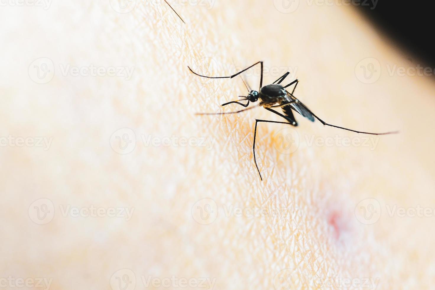 Mücken in tropischen Wäldern saugen Blut auf menschlicher Haut. foto