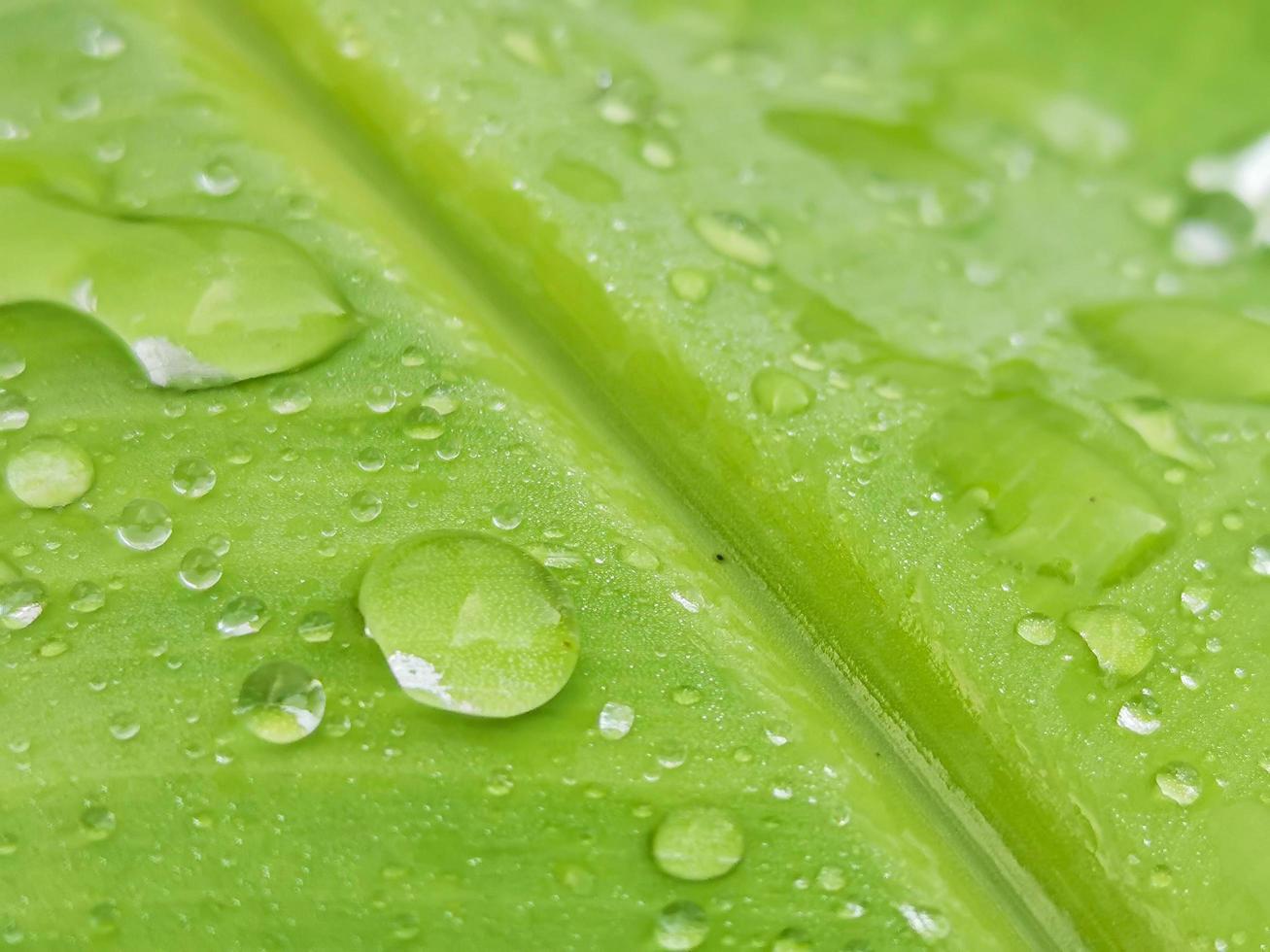 Wassertropfen auf Grün werden als schöne Hintergrundbilder verwendet. foto