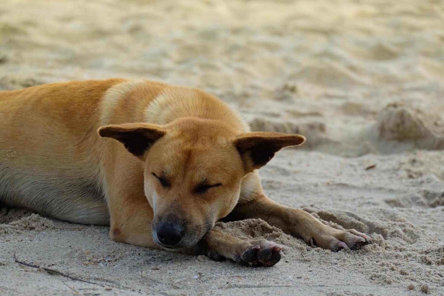 Einsamer streunender Hund am Sandstrand. foto