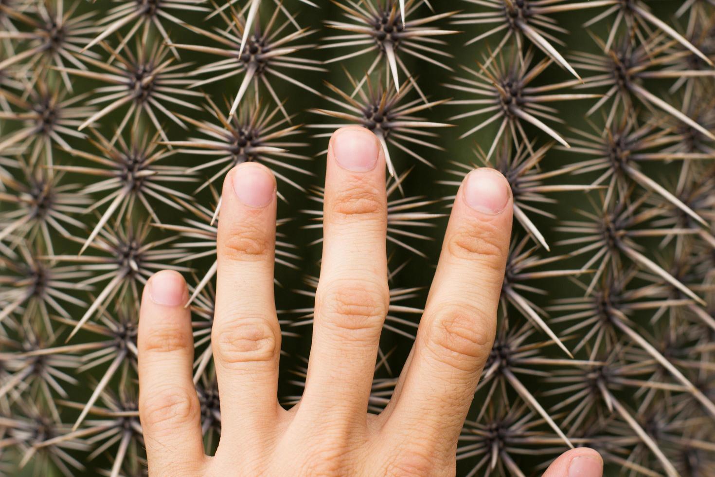 Nahaufnahme des großen Kaktus und Hand drauf foto