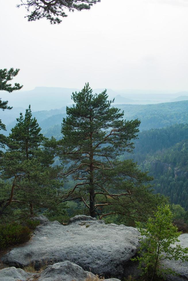 landschaft in den bergen im nationalpark der tschechischen schweiz, kiefernwald und felsen foto