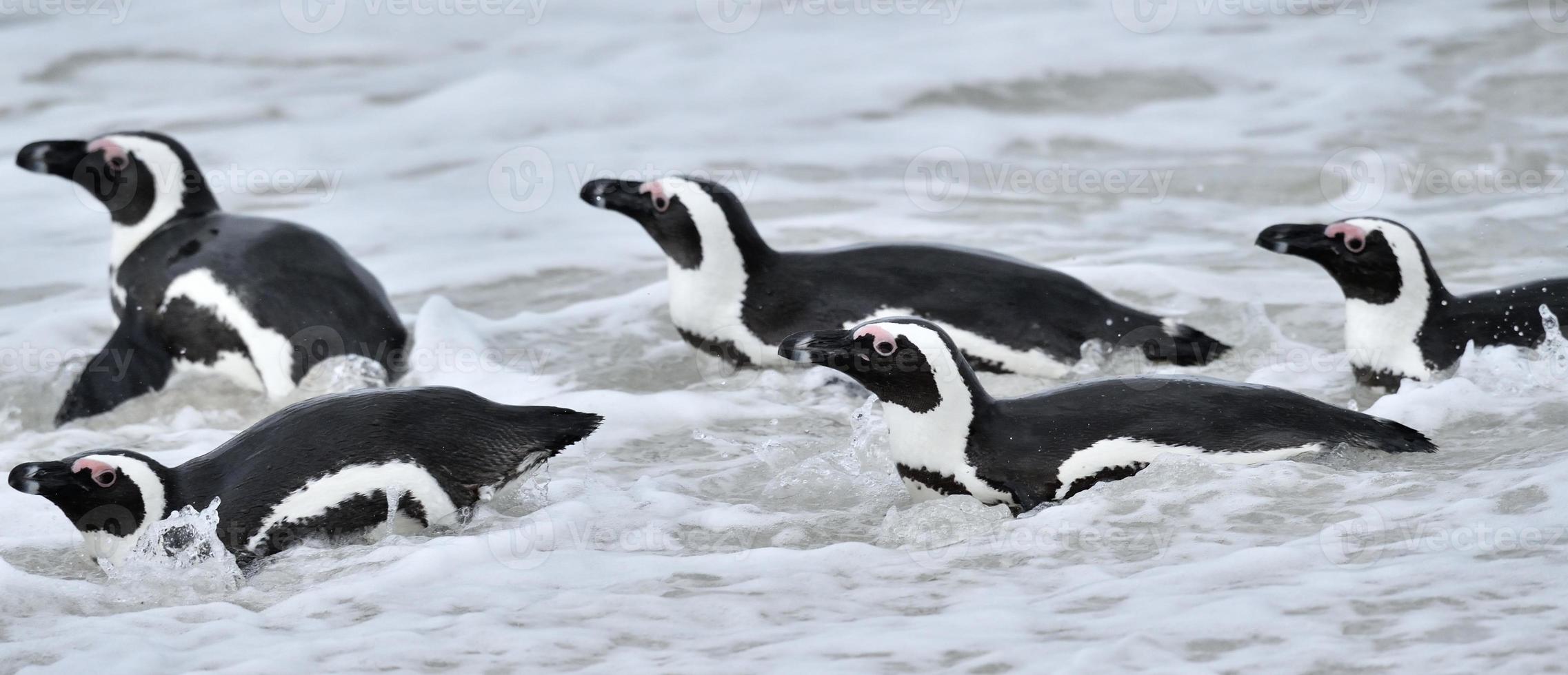 afrikanische Pinguine. foto